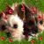 Debbie Sease's profile image
