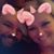Janie Racine-Martini's profile image