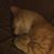 Michele Carey's profile image