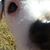 Chanda Herman's profile image