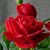 Linda Adkins's profile image