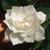 Cheryl Slaughter's profile image