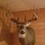 Jason Elmore's profile image