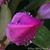 Tina Shirey Smith's profile image