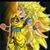 Azlan Rodriguez's profile image