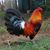 James R Bedard's profile image