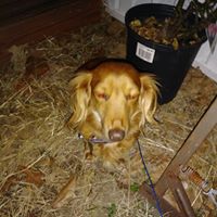 Zae Barrientes's profile image