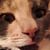 Jean Debboli's profile image
