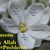 Umm Ayoub Aicha Daiche's profile image