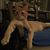 Phyllis Falcone Amendolara's profile image