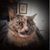 Misty Stout's profile image