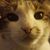 Donna M Miller's profile image