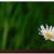 TC Mehmet Fidan's profile image