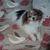 Anne-marie Roy's profile image