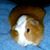 Jessica Pacynski's profile image