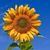 Julie Anderson's profile image
