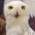 Ellen Hansen's profile image