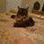 Kimsu Johnson Ferro's profile image