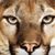 Carolee Grummer's profile image