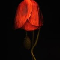 Mayra Zamora Arredondo's profile image