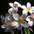 Laura Teague Ross's profile image
