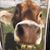 Amanda Yacobellis's profile image