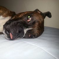 Doug Thomson's profile image