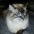 Tameka Knueppel's profile image