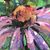 Regina Loveday's profile image