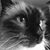 Krista Hayes Rumbaugh's profile image