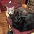 Candi McMahon Sowyrda's profile image