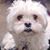 Debbie Cundari-Cotter's profile image