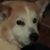 Jackie Gopsill's profile image