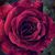 Lenka Rigter's profile image
