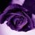Tatcia Phifer's profile image