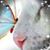 Stacy Kidd Michalec's profile image