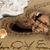Misty Phillips's profile image