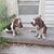 Timmy N Toby's profile image