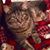Gena Jaggers Donaldson's profile image