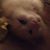 Cheryl Moscorelli's profile image