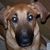 Carol Viazanko's profile image