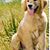 Bratt Figueroa Mercu's profile image