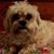 Laurie Hamill's profile image