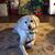 Sonya Labradoodle's profile image