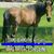 Ade Phillips-Easterwood's profile image