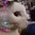 Lori Kishimoto's profile image