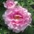 Lori Rollo McCabe's profile image