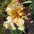 Valerie Dedmon's profile image