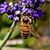 David Gray's profile image