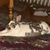 Diane Metzgar Ackerman Morin's profile image